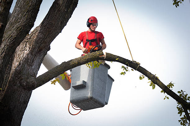 Best Local Tree Services  in USA